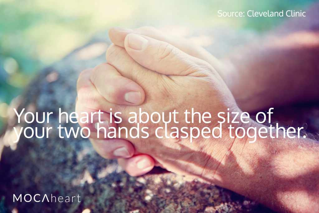 Heart Fact Month Facts Tips Size Clasp