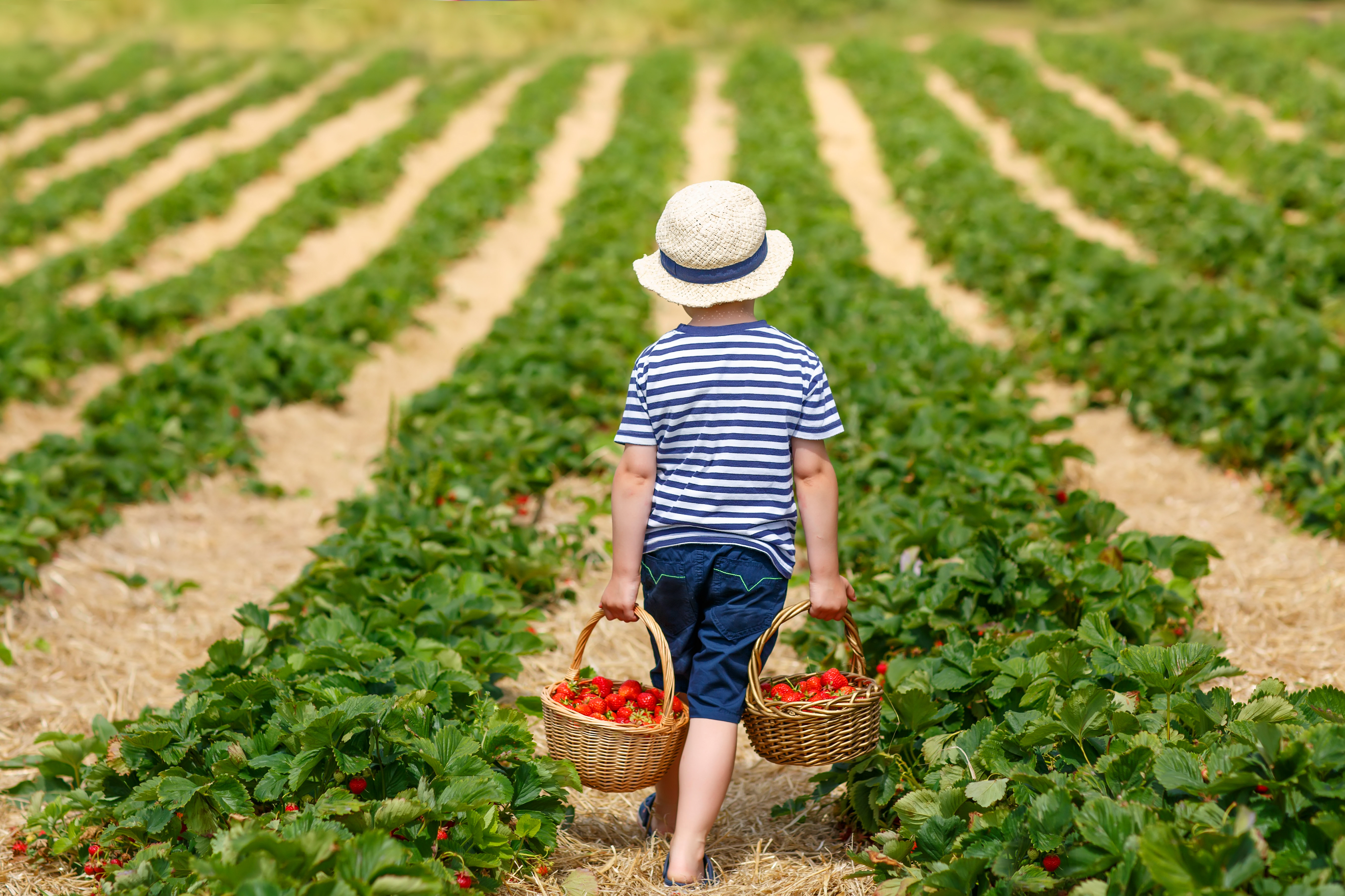 MOCAheart-Summer-Activities-Fruit-Picking